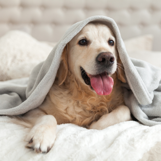 Pet Weather